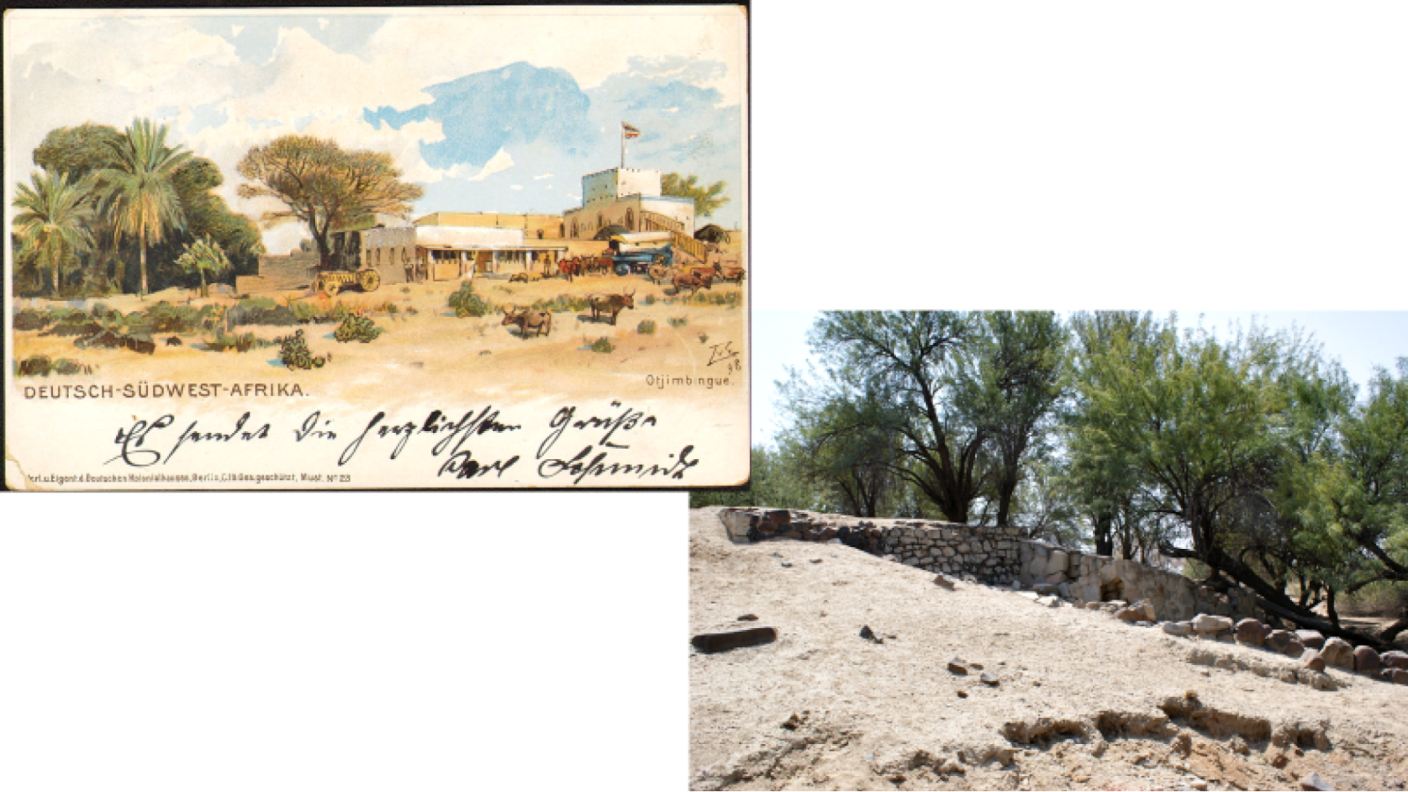 Makalani Palmen in Otjimbingwe